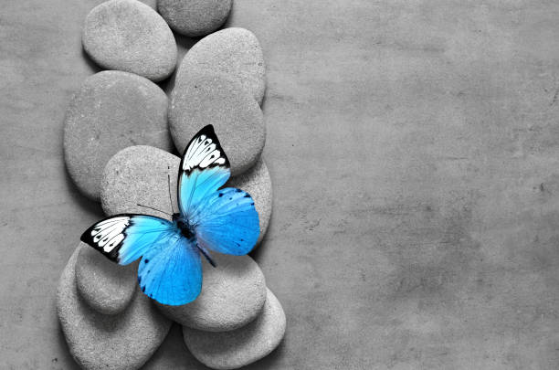 istock Spa concept with butterfly and zen stones. 1036257542