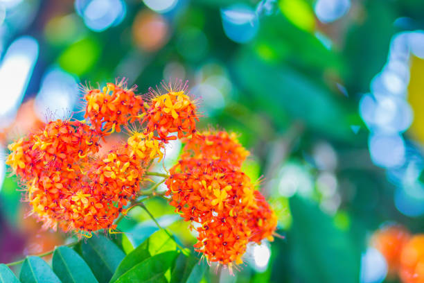 Colorful orange and yellow blooms of Saraca asoca (Saraca indica Linn) flowers on tree. Saraca indica Linn also known as asoka-tree, Ashok or simply Asoca. It is important tree in traditions of India. colores naranjas y amarillas las floraciones de saraca asoca (saraca indica linn) flores en el árbol. saraca indica linn también conocido como árbol de asoka, ashok o simplemente asoca. es un árbol importante en las tradiciones de la india.