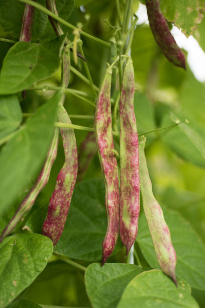 istock bean pod in the garden, to collect 1036261302