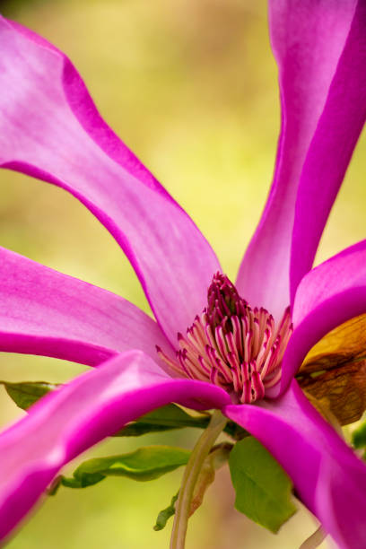 Close-up of Magnolia liliiflora flower Close-up of purple Magnolia liliiflora flower on a natural blurred background jane magnolia stock pictures, royalty-free photos & images