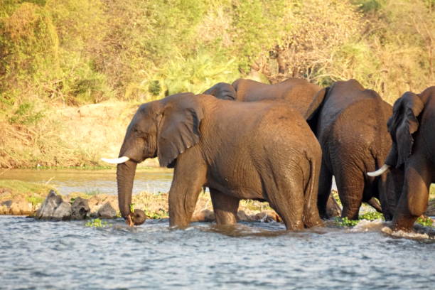 istock Elephants crossing the Zambezi River 1036263944