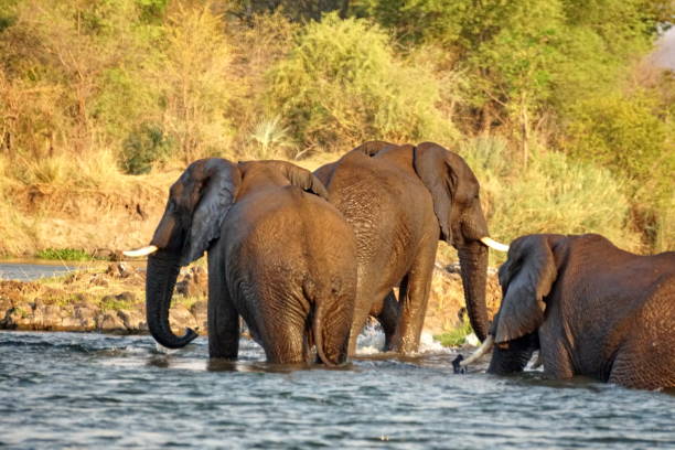 istock Elephants crossing the Zambezi River 1036263972