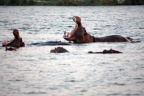 istock Pod of hippos in the river 1036264500