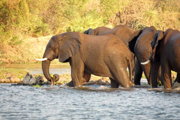istock Elephants crossing the Zambezi River 1036264948