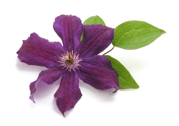 istock Purple clematis with green leaves. 1036265620