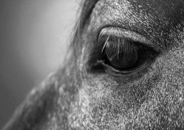 istock Dapple gray Horse eye 1036268800