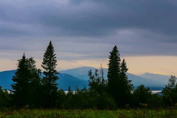 istock Fir trees, lake and mountains background. 1036270244
