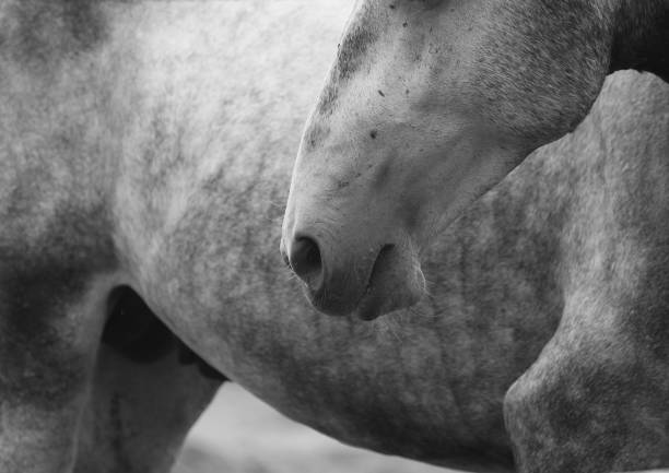 istock Abstract Dapple gray Horse detail 1036272914