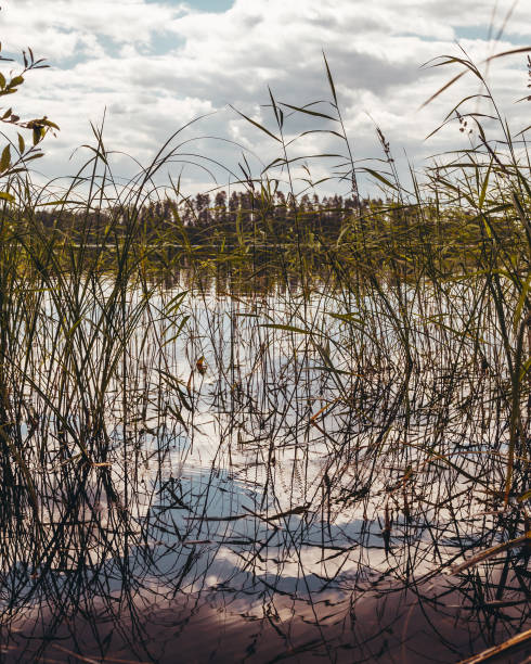 istock Reed beds in the water on a sunny day 1036280158