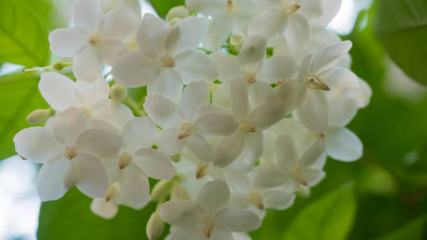 istock white flower close up in nature 1036296898