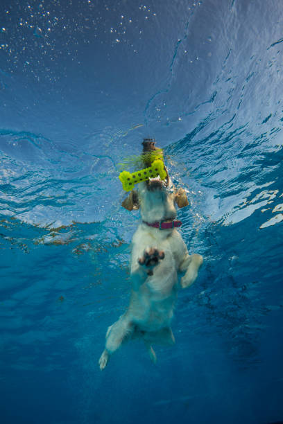 istock dog swimming under water 1036302166