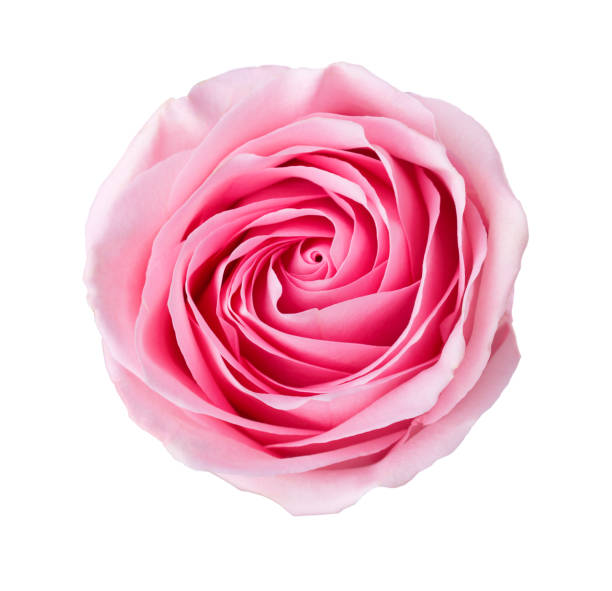 light pink rose isolated on white background. - close up directly above holiday nobody imagens e fotografias de stock