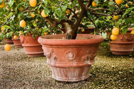 little orange tree in a pot