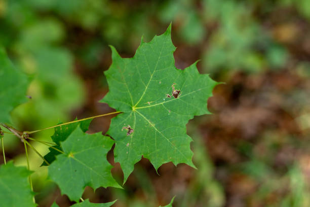 Maple leaf destroyed by pests. Leaves of trees in the forest area. Season of the autumn