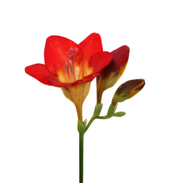 istock The red flower is delicate and small isolated on white background. 1036316318