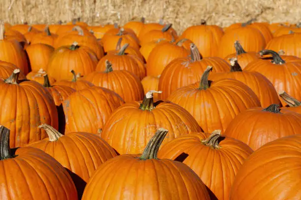 Photo of Pumpkin Patch