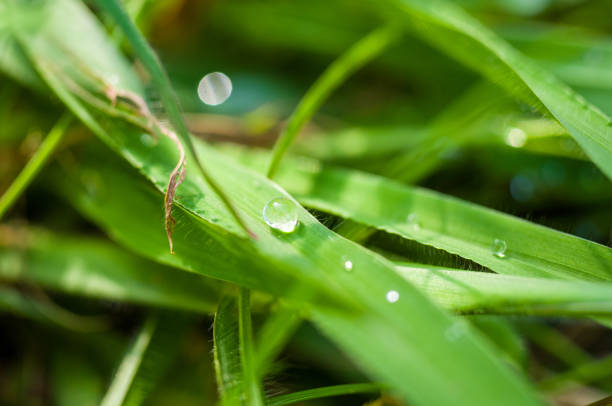 istock Drops of water on the green grass after rain, macro 1036335636