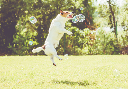 Jack Russell Terrier playing with soap bubbles
