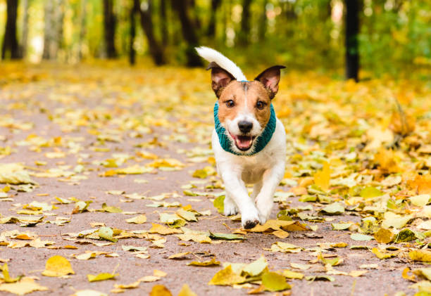 istock dog walking off leash alone at beautiful fall (autumn) park alley 1036335894