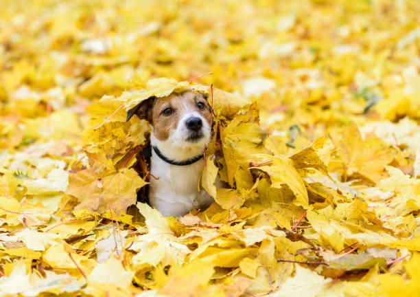 dog lying down buried under yellow fallen autumn leaves - burying ground imagens e fotografias de stock