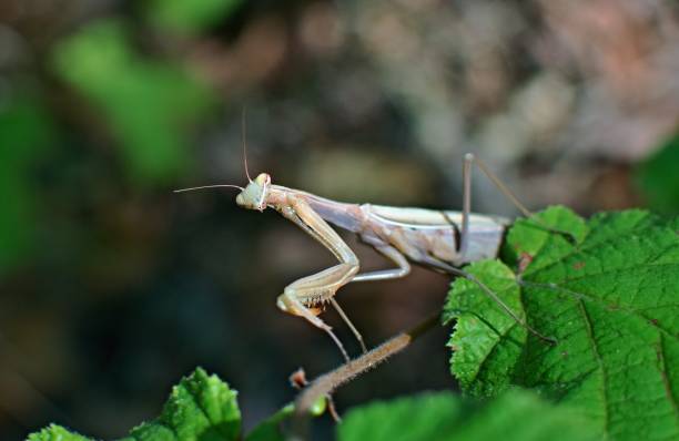 istock A praying mantis sitting on a leaf is in the mood 1036336710