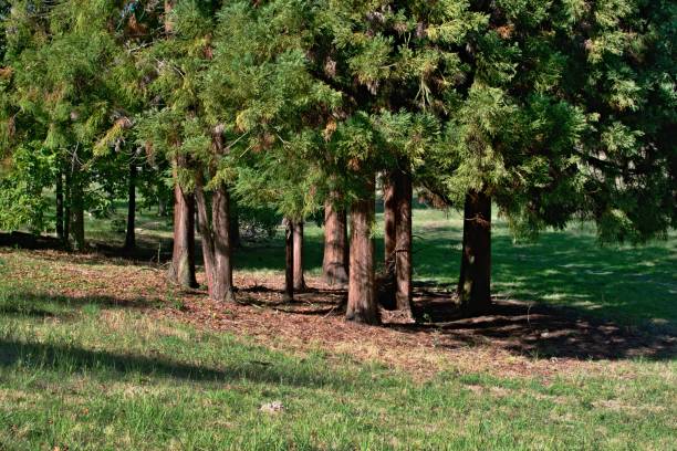 istock A group of trees with trunks and shade 1036336828