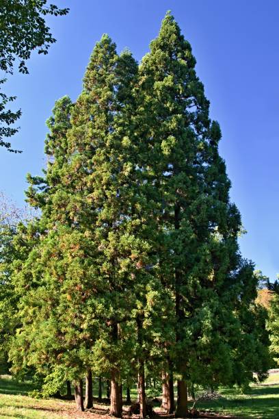 istock A group of tall trees of the yew 1036336928