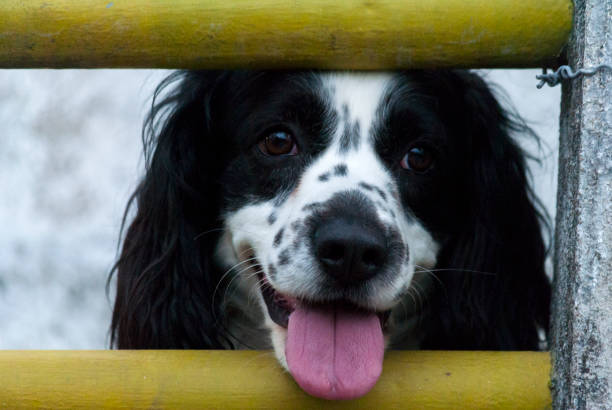 istock American Cocker Spaniel black and white color in Guatemala. 1036337560