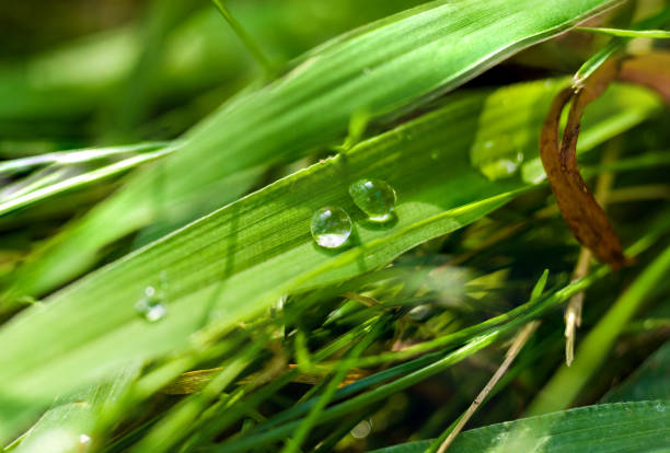istock Drops of water on the green grass after rain, macro 1036340466