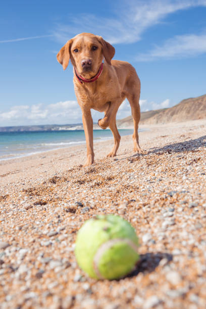 istock Yellow Labrador retriever fetching a tennis ball 1036341086