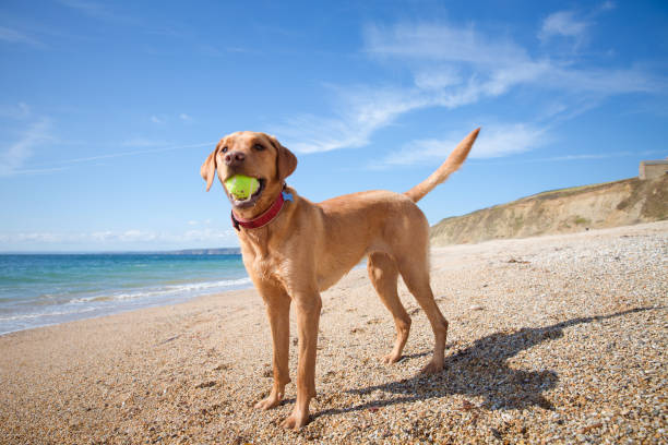 ein gelber labrador retriever auf cornish strand - photography nature animals and pets beach stock-fotos und bilder