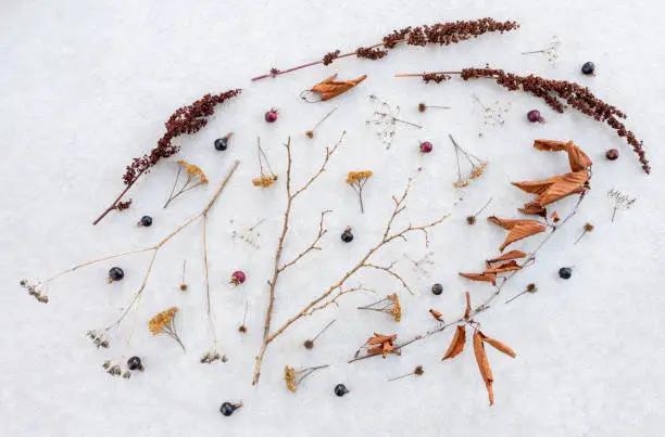 Beauty of dry delicate plants. Autumn twigs, leaves and berries on gray concrete background.