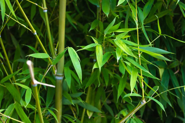 istock leaves and trunks of young bamboo on a dark background 1036350094