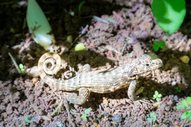 Northern Curly-Tailed Lizard Northern Curly-Tailed Lizard northern curly tailed lizard leiocephalus carinatus stock pictures, royalty-free photos & images