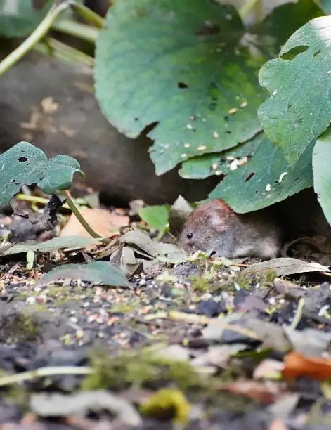 Woodmouse under a leaf on the floor of a forest