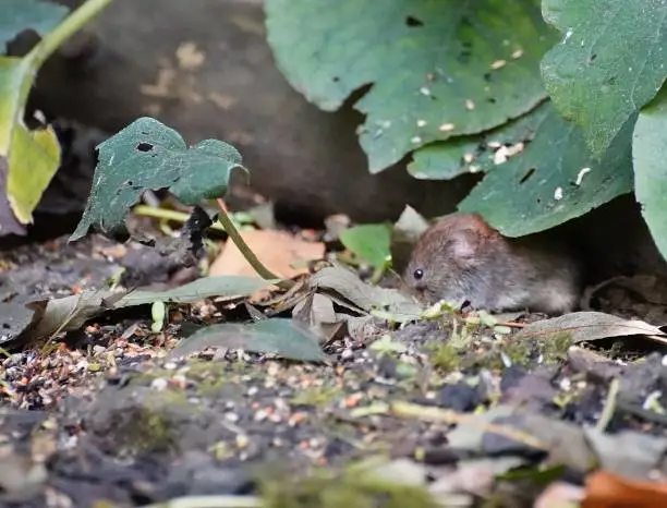 Woodmouse under a leaf in a Forest