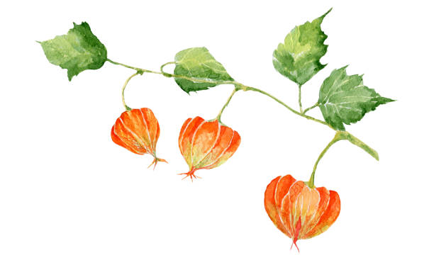 Colorful physalis on white background. Colorful physalis on white background. Hand drawn watercolor illustration. gooseberry cape winter cherry berry fruit stock illustrations