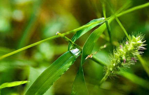 istock Drops of water on the green grass after rain, macro 1036359436