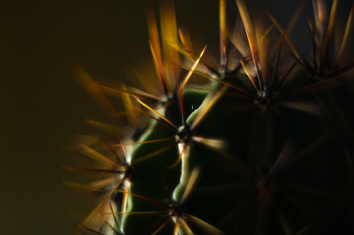 Cactus echinopsis tubiflora, selective soft focus, black background