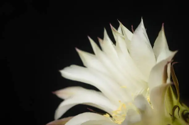 Cactus flowers echinopsis tubiflora, selective focus, black background