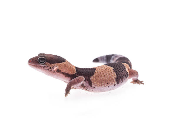 istock African Fat-Tailed Gecko on isolated white background 1036367290