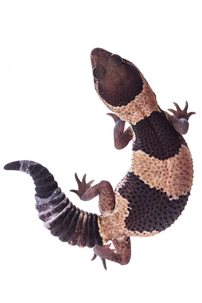 istock African Fat-Tailed Gecko on isolated white background top view 1036367300