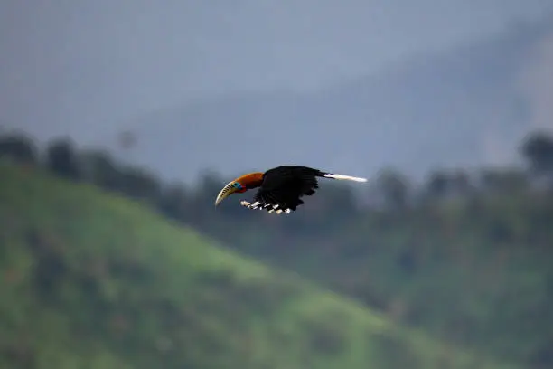 Photo of Hornbill bird : adult male Rufous-necked hornbill (Aceros nipalensis)