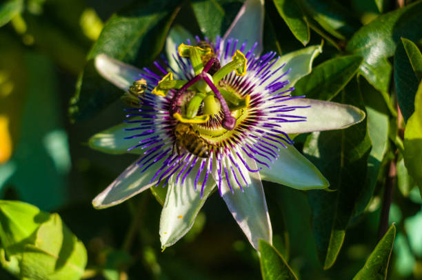 istock passion flower Passiflora caerulea Passionflower against green garden background 1036367452