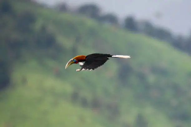 Photo of Hornbill bird : adult male Rufous-necked hornbill (Aceros nipalensis)