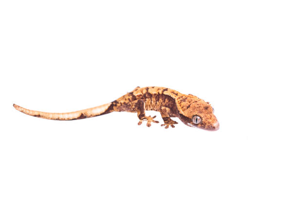 istock Newborn crested gecko on hand isolated white background 1036367718