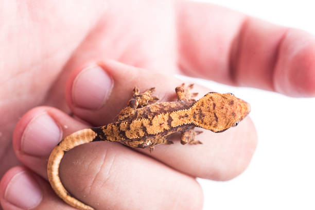 istock Newborn crested gecko on hand isolated white background 1036367736