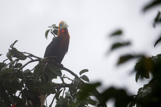 istock Hornbill bird : juvenile male Rufous-necked hornbill (Aceros nipalensis) 1036367874