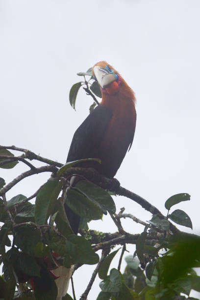 istock Hornbill bird : juvenile male Rufous-necked hornbill (Aceros nipalensis) 1036367960