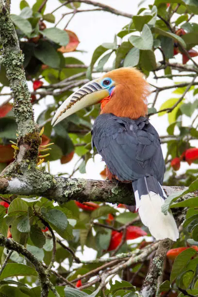 Beautiful adult Rufous-necked hornbill (Aceros nipalensis), angle level, back shot, foraging on the red fruit tree in montane forest on high mountain, Chong Yen, Mae Wong National Park, northern of Thailand.